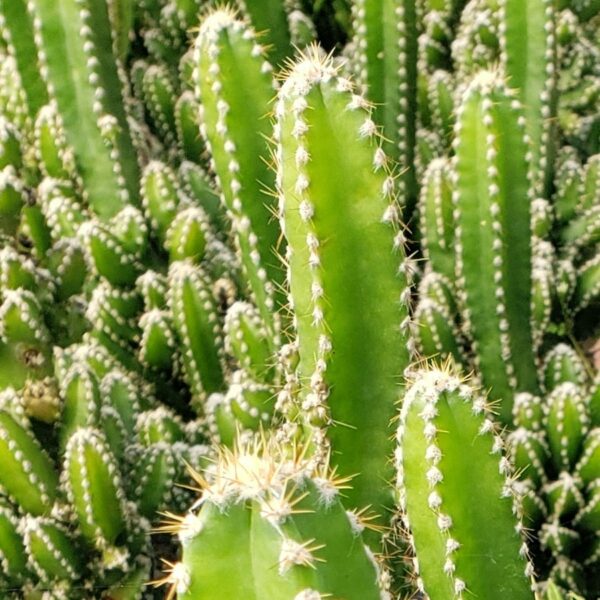 ACANTH-FAIRYTALE-CACTUS