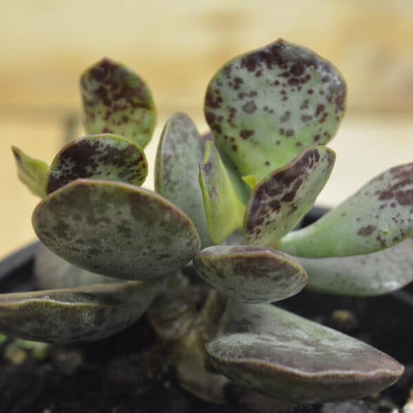 Adromischus Alstonii