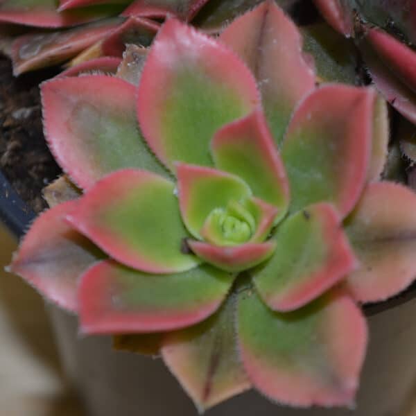 AEONIUM KIWI