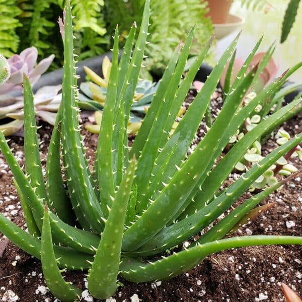 ALOE CROSBYS PROLIFIC