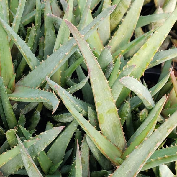 ALOE WALAMSLEY BLUE