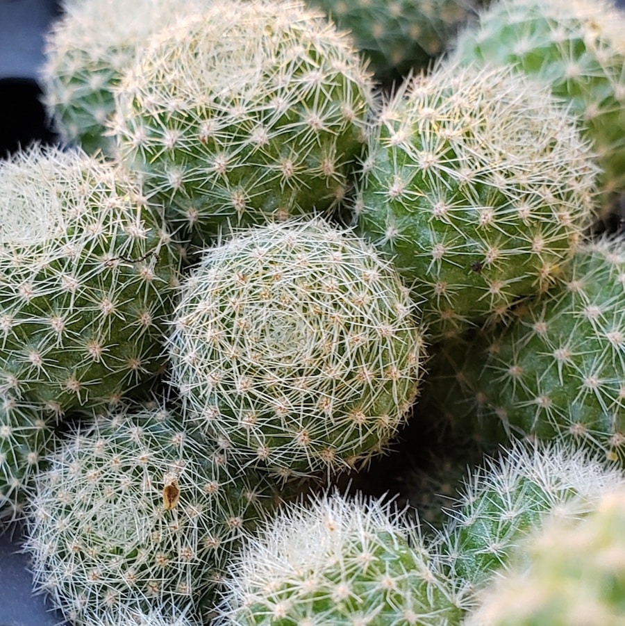 Retbutia Cactus Mix Color