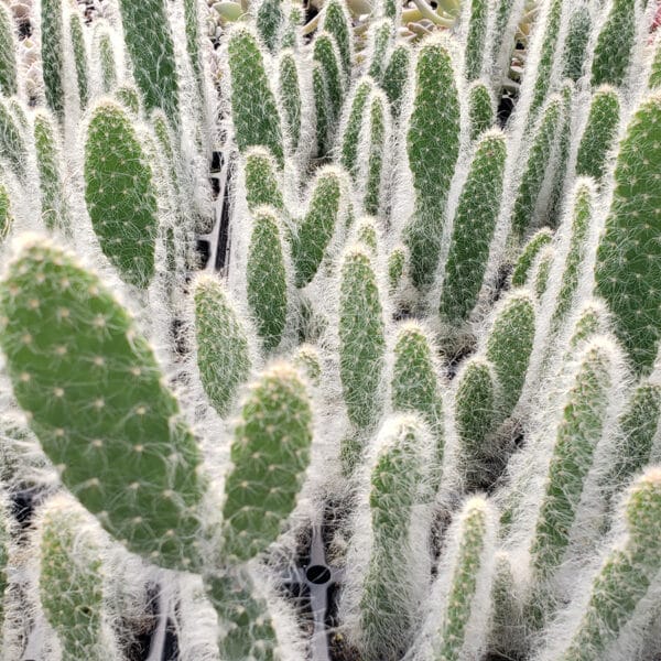 CACTUS OPUNTIA OLD MAN