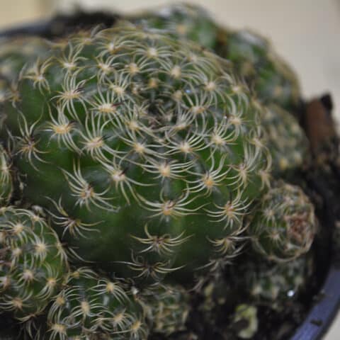 Parodia Militaris (Ball Cactus)