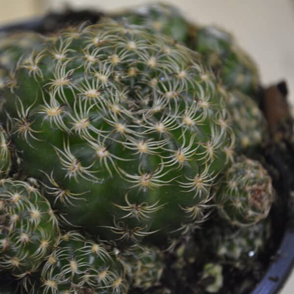 CACTUS PARODIA