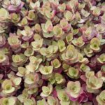 CALLISA REPENS GOLD