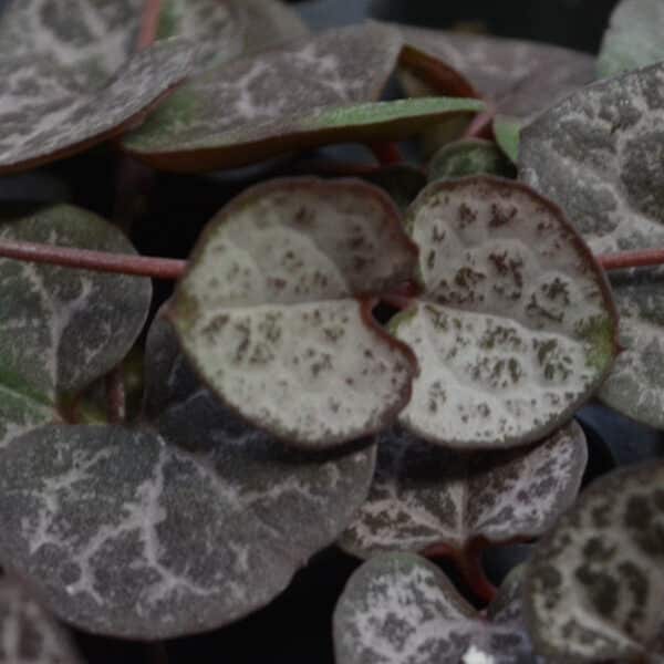 CEROPEGIA STRING OF HEARTS