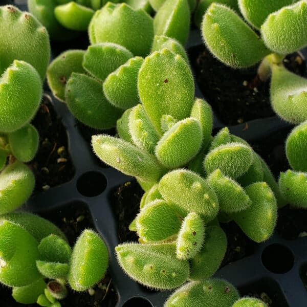 COTYLEDON BEAR PAWS