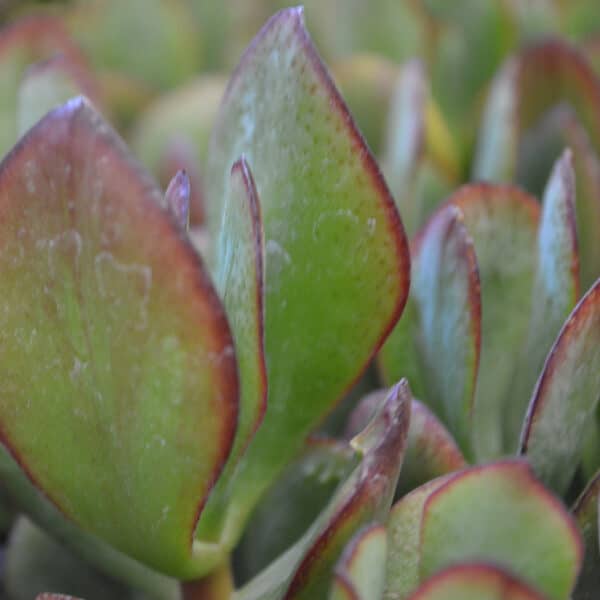 COTYLEDON ORBICULATA