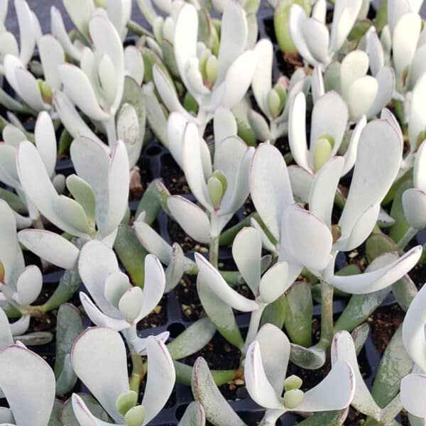 COTYLEDON SILVER PEAK