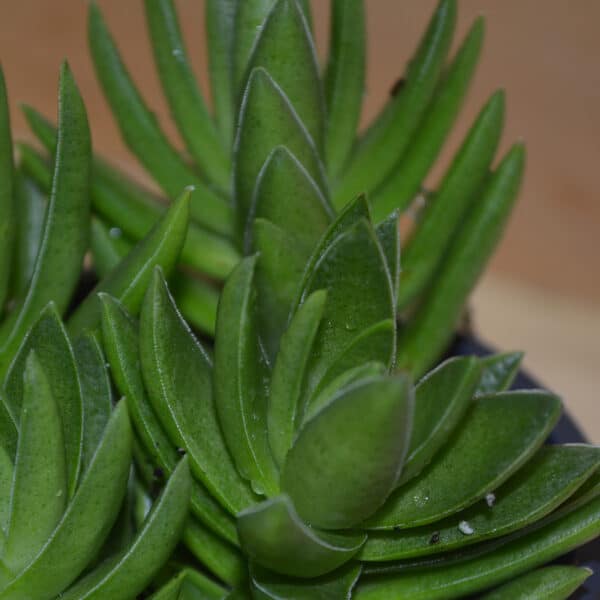 CRASSULA CAPITELLA RED PAGODA