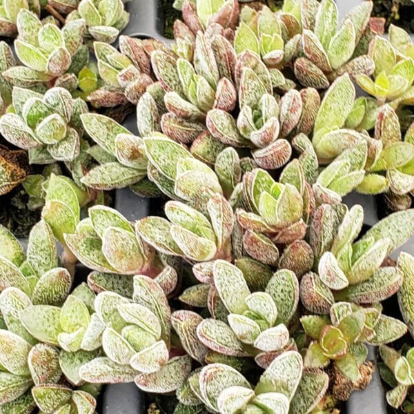 CRASSULA CORDERIO