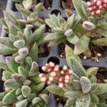 CRASSULA JUSTI CORDUROY