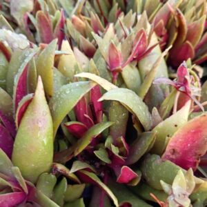 Crassula Orbicularis Var. Rosularis