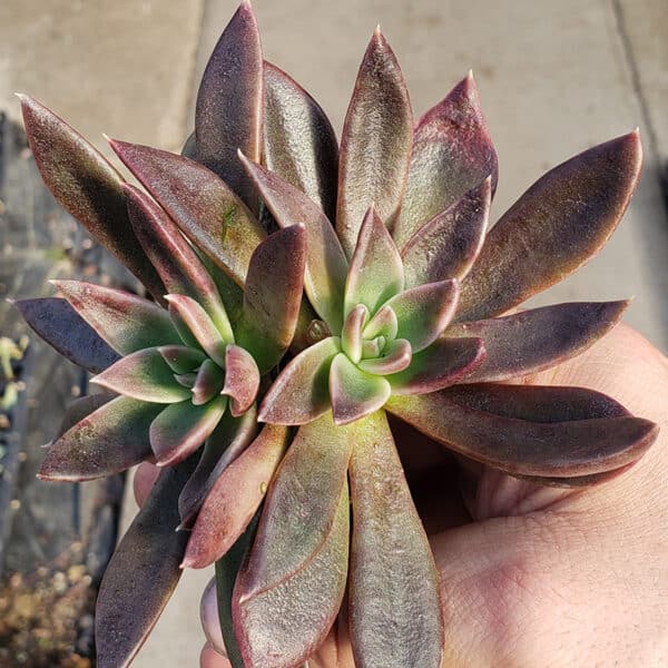 ECHEVERIA AFFFINUS