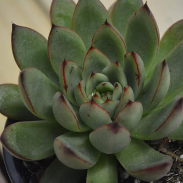 ECHEVERIA AGOVOIDES CHRISTMAS