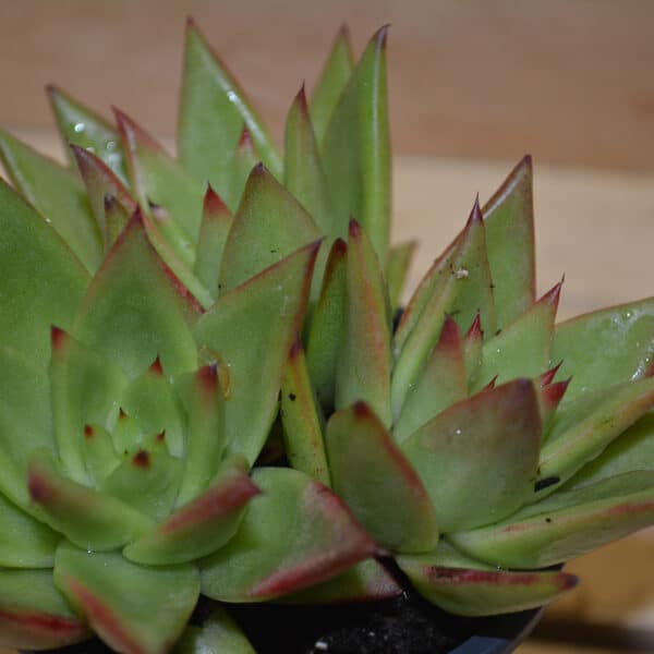 ECHEVERIA AGOVOIDES EBONY