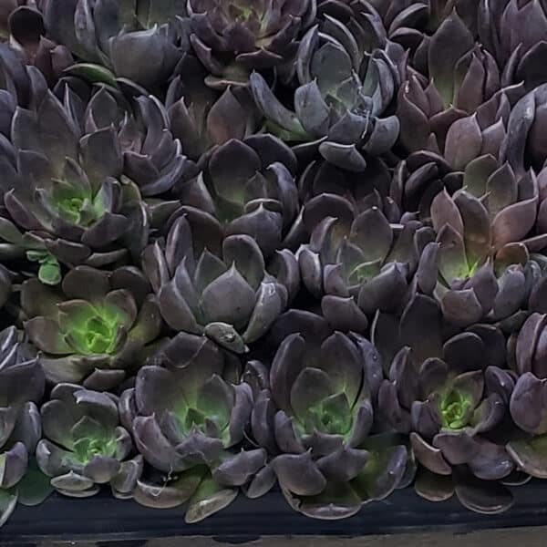 ECHEVERIA BLACK PRINCE