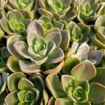 ECHEVERIA BURGANDY ROSE
