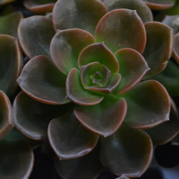 ECHEVERIA BURGANDY ROSE