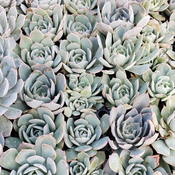 ECHEVERIA CARRIBIAN