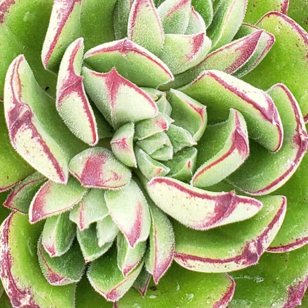 ECHEVERIA CILIATA NODULOSA