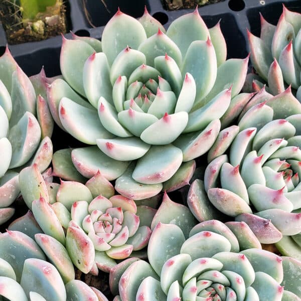 ECHEVERIA COLORATA