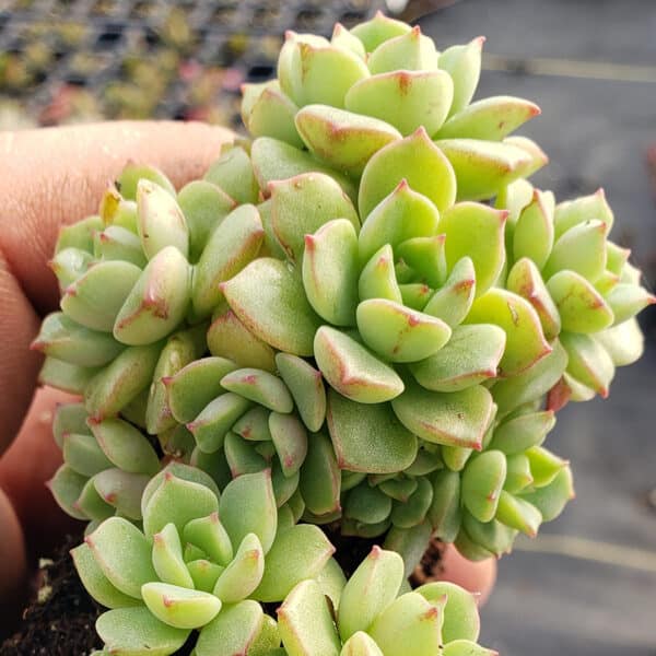 ECHEVERIA COPPER ROSES