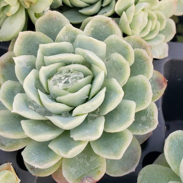 ECHEVERIA ELEGANS