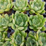 ECHEVERIA LIME AND CHILLI