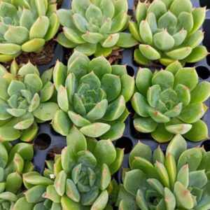 ECHEVERIA LIME AND CHILLI