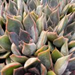 ECHEVERIA MENSA