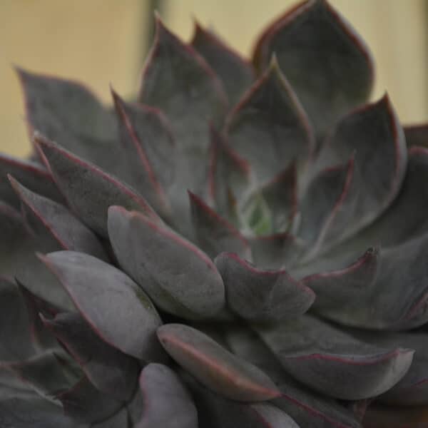 ECHEVERIA MENSA