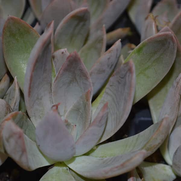 ECHEVERIA ORION