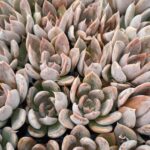 ECHEVERIA ORION