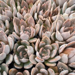 ECHEVERIA ORION