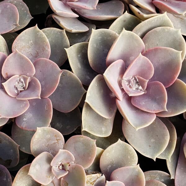 ECHEVERIA PEARL VON NURNBURGE