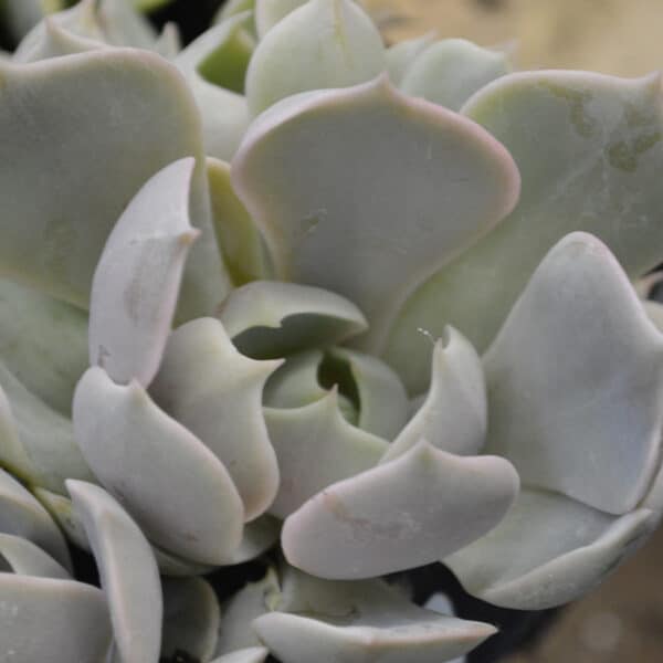 ECHEVERIA POLLVY