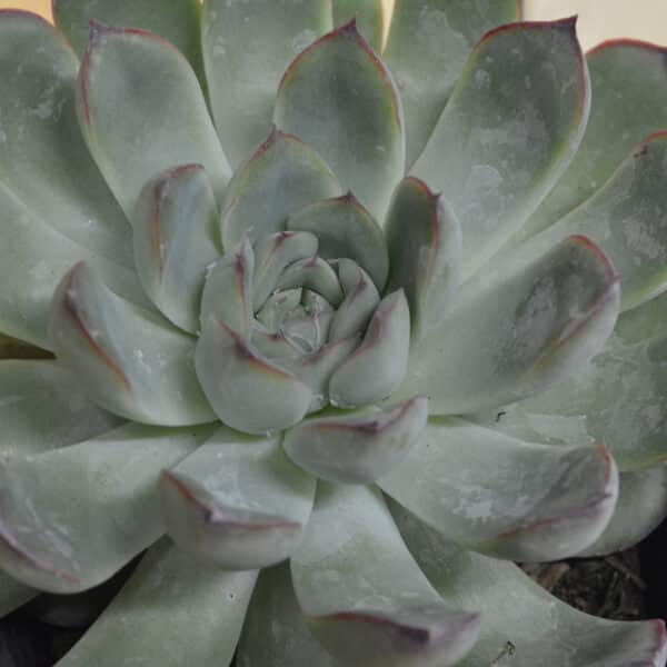 ECHEVERIA PULIDONIS