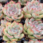 ECHEVERIA PULIDONIS ROSA
