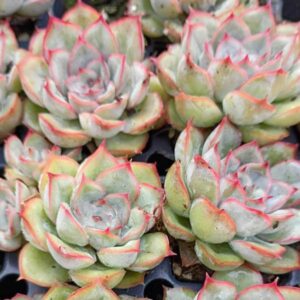 ECHEVERIA PULIDONIS ROSA