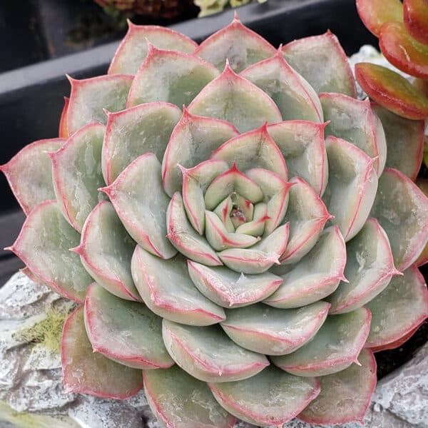 ECHEVERIA PULIDONIS ROSA