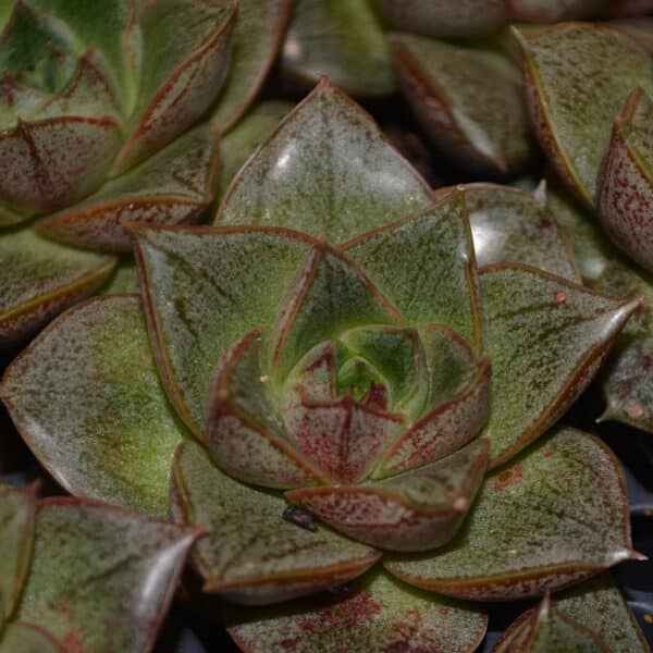 ECHEVERIA-PURPUROSUM