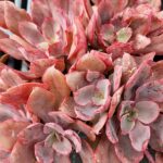 ECHEVERIA RED PRINCE