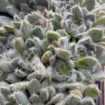 ECHEVERIA SETOSA SPECK