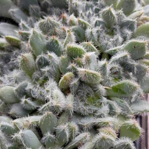 ECHEVERIA SETOSA SPECK