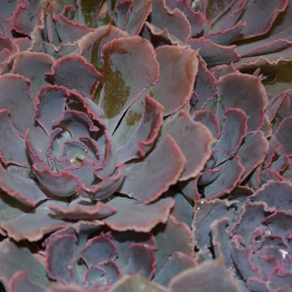 ECHEVERIA SHAVIANA PINK FRILLS