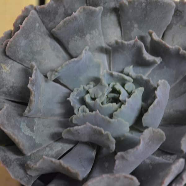 ECHEVERIA SHAVIANA TRUFFLES