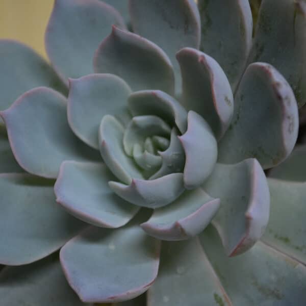 ECHEVERIA SUBSESSILIS