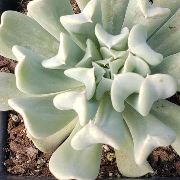 ECHEVERIA TOPSY TURVY